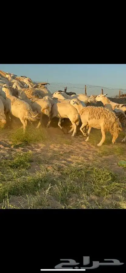 غنم حريات دفيع مراح طيب 4