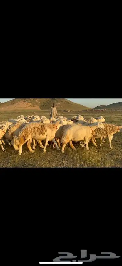غنم حريات دفيع مراح طيب 5