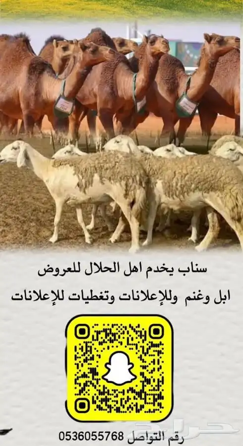غنم حريات دفيع مراح طيب 7