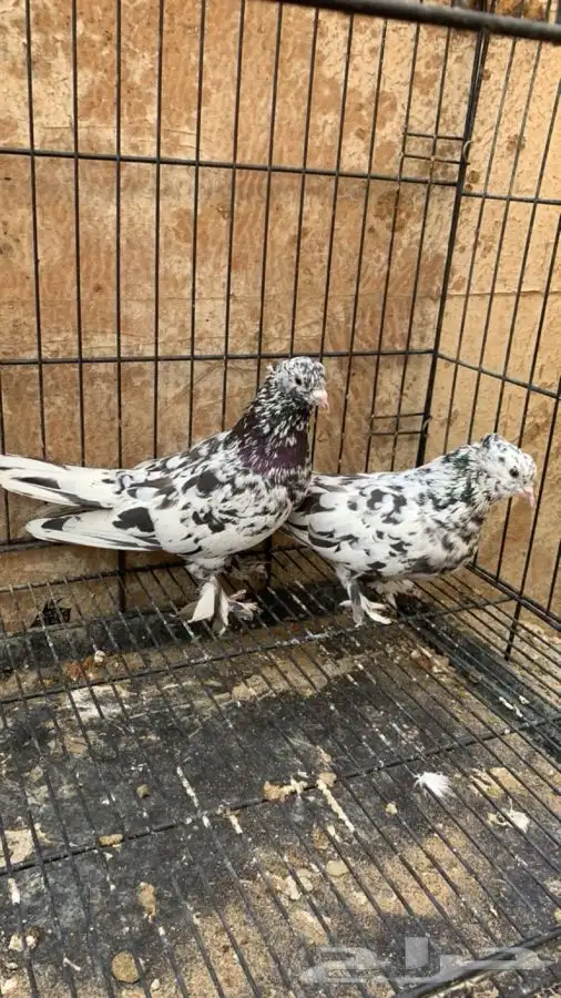 حمام ايراني 5