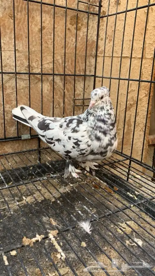 حمام ايراني 7