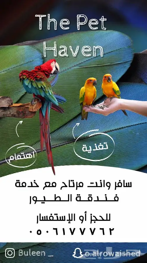 فندقة طيور و قطط 1