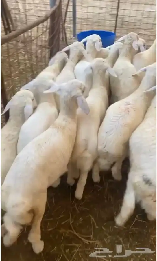 ذبايح للثلاجه مع الذبح والتوصيل والتغليف 0