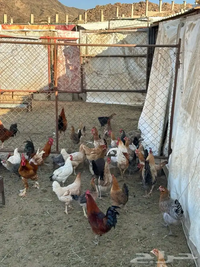 بيض بلدي صالح للأكل والتفقيس 19