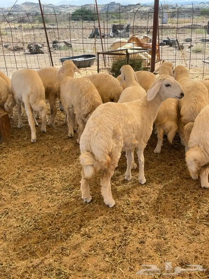 ذبائح حري للبيع طليان رخال جدة طريق بريمان بجوار المخيمات 0