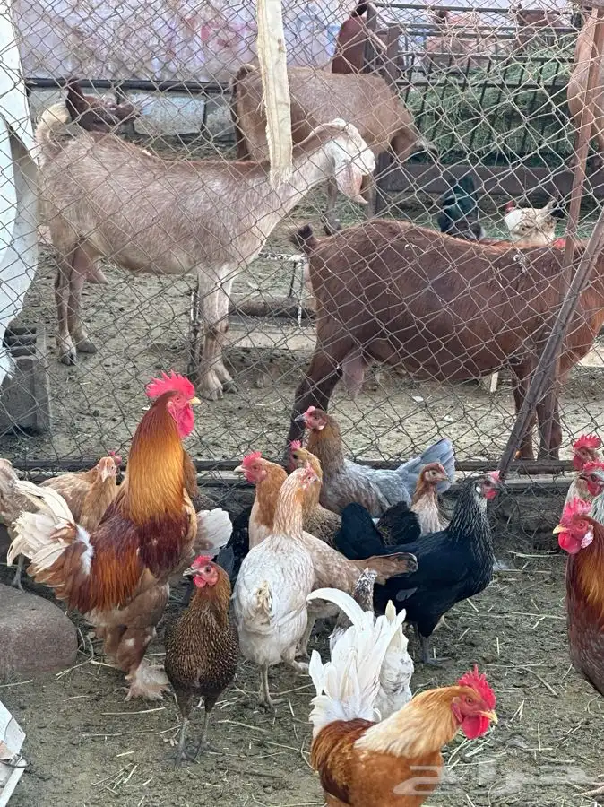 بيض بلدي صالح للأكل والتفقيس 7