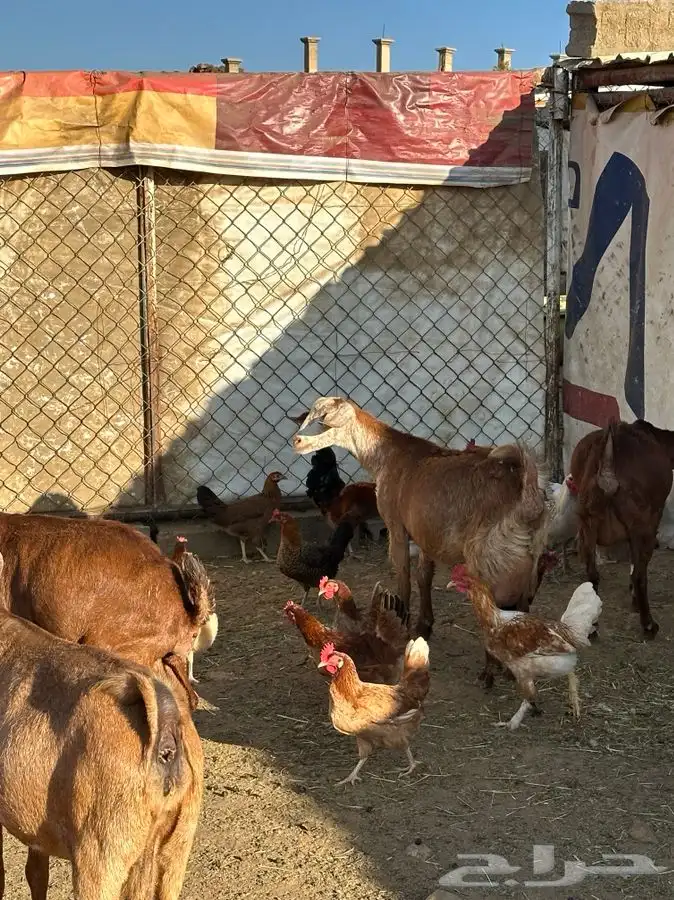 بيض بلدي صالح للأكل والتفقيس 20