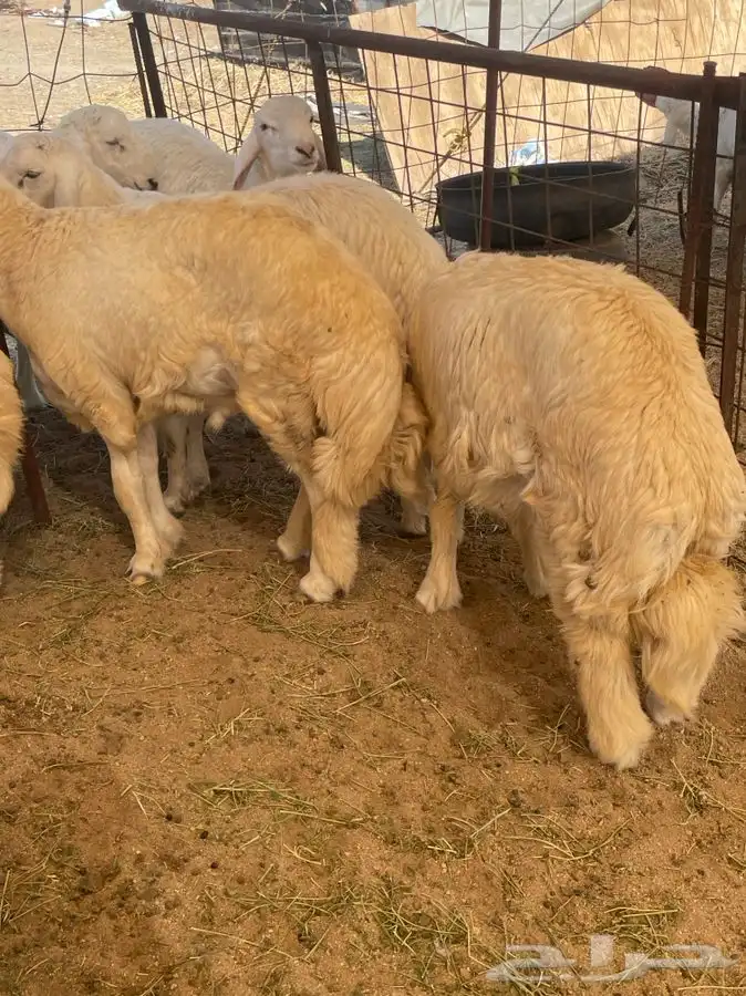 ذبائح حري للبيع طليان رخال جدة طريق بريمان بجوار المخيمات 2