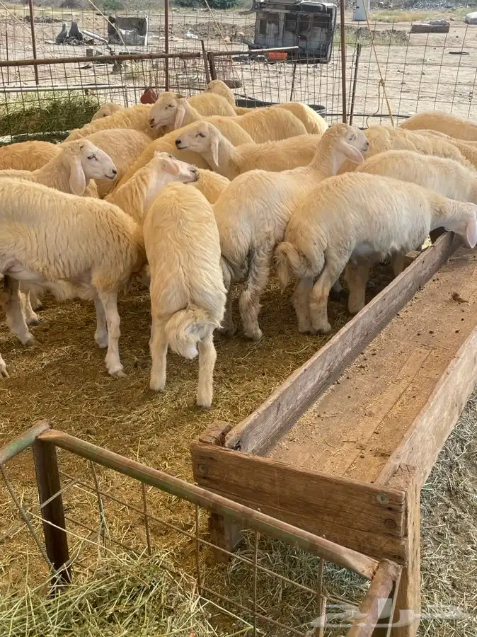 ذبائح حري للبيع طليان رخال جدة طريق بريمان بجوار المخيمات 6