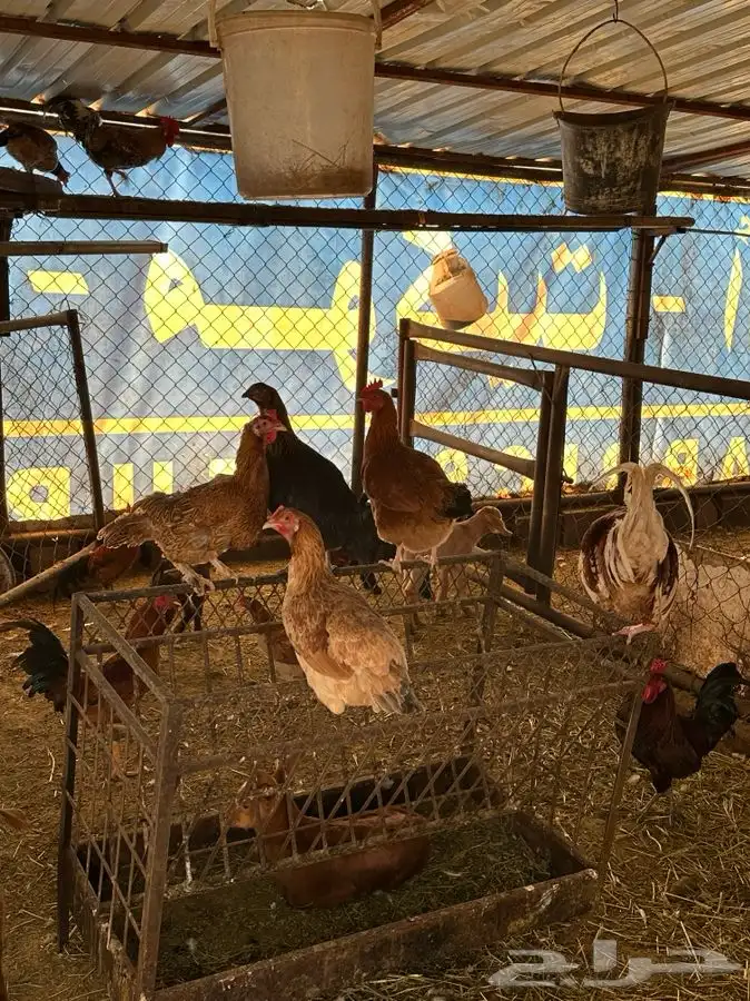 بيض بلدي صالح للأكل والتفقيس 23