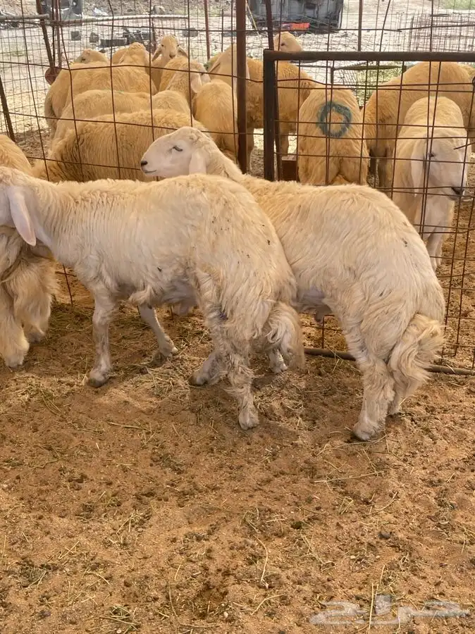 ذبائح حري للبيع طليان رخال جدة طريق بريمان بجوار المخيمات 4