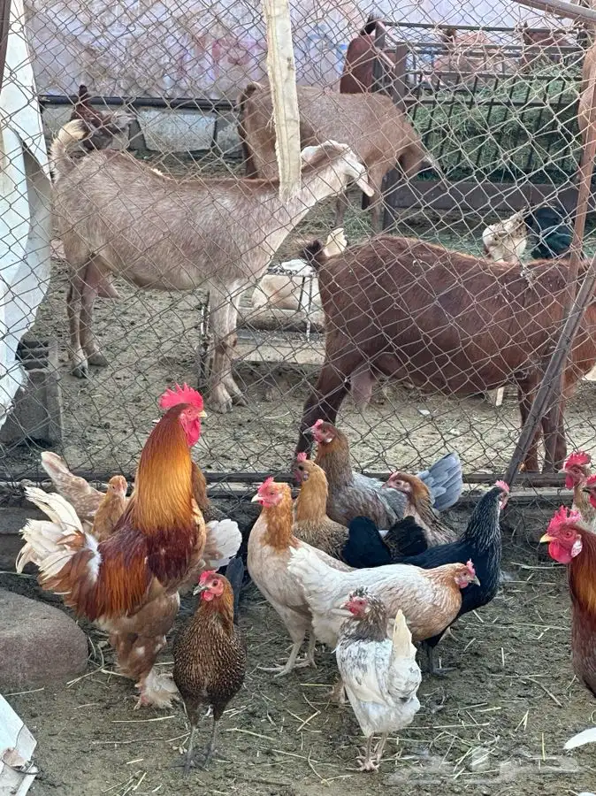 بيض بلدي صالح للأكل والتفقيس 4
