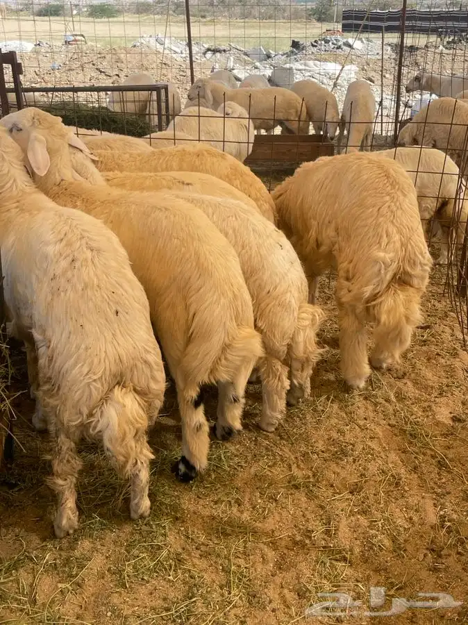 ذبائح حري للبيع طليان رخال جدة طريق بريمان بجوار المخيمات 5