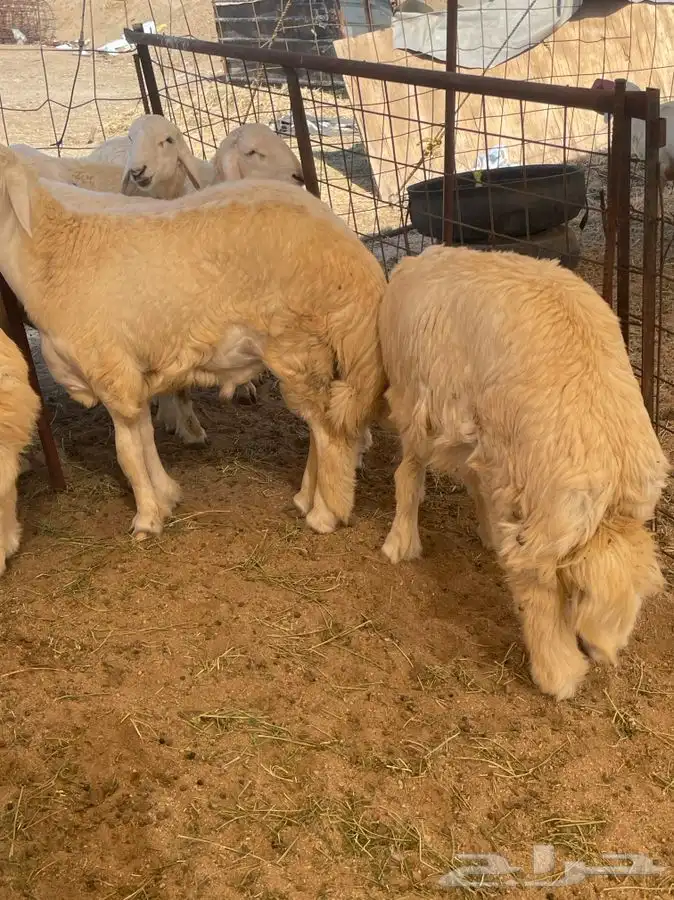 ذبائح حري للبيع طليان رخال جدة طريق بريمان بجوار المخيمات 3