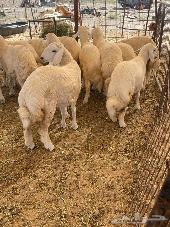 ذبائح حري للبيع طليان رخال جدة طريق بريمان بجوار المخيمات 1