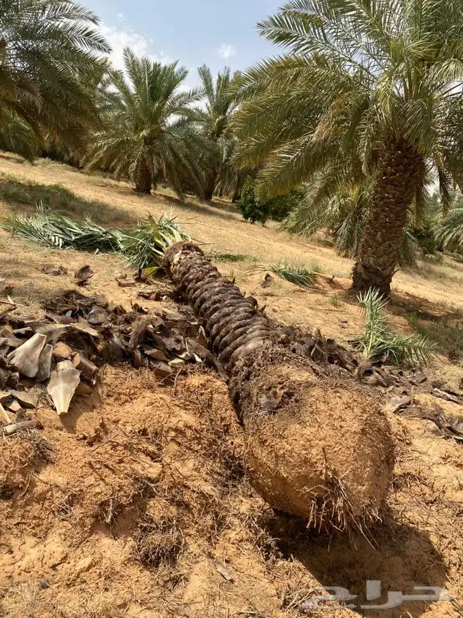 نخل جثايث 19