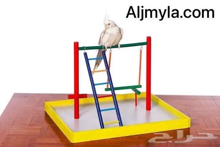 اكل طيور أقفاص العاب لوري كاسكو مكاو روز 1