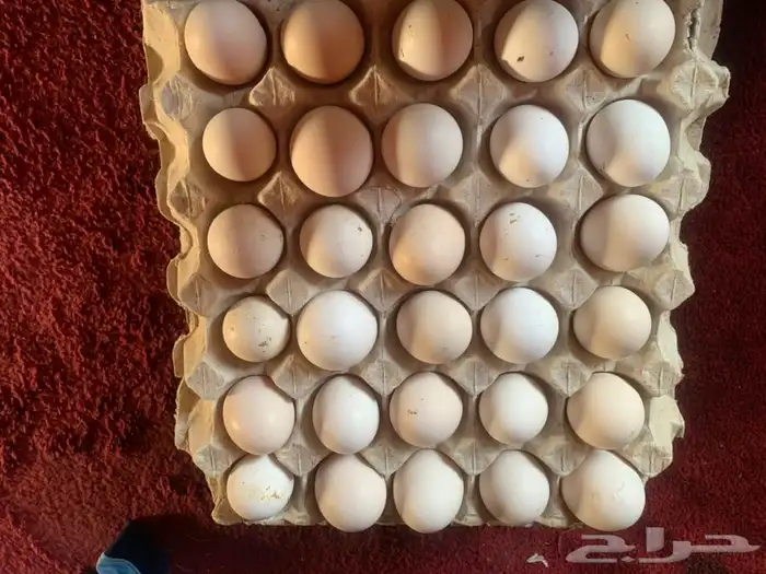 بيض بلدي صالح للأكل والتفقيس 3