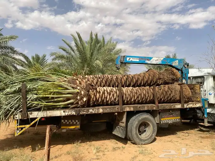 نخل جثايث 12