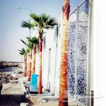 نخيل مثمر بلدي جميع المقاسات 16
