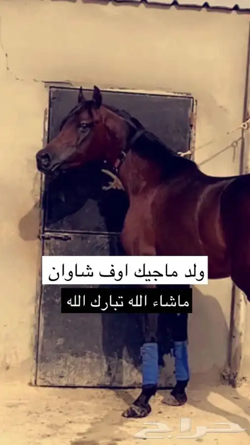 حصان فحل مفتوح لتشبيه 0