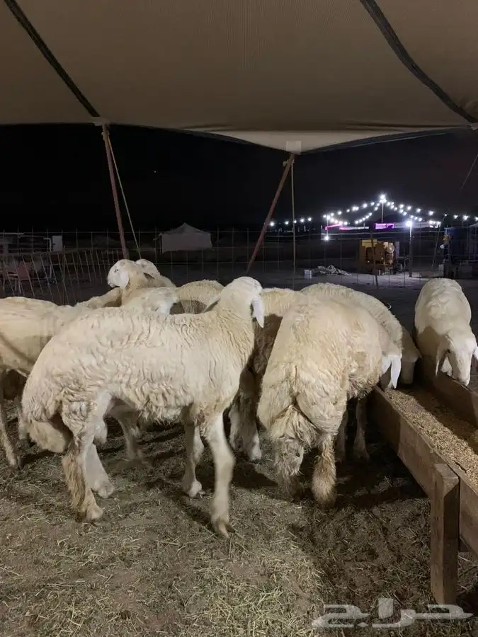 ذبايح حري للبيع طليان و رخال جدة طريق بريمان بجوار المخيمات 1