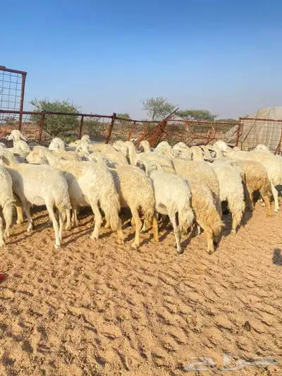 غنم مراح طيبه 2