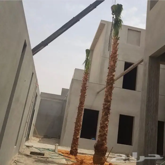 نخيل مثمر بلدي جميع المقاسات 4