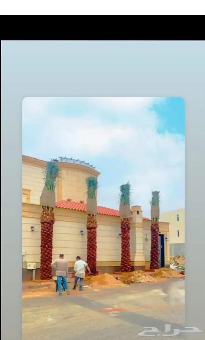نخيل مثمر بلدي جميع المقاسات 0