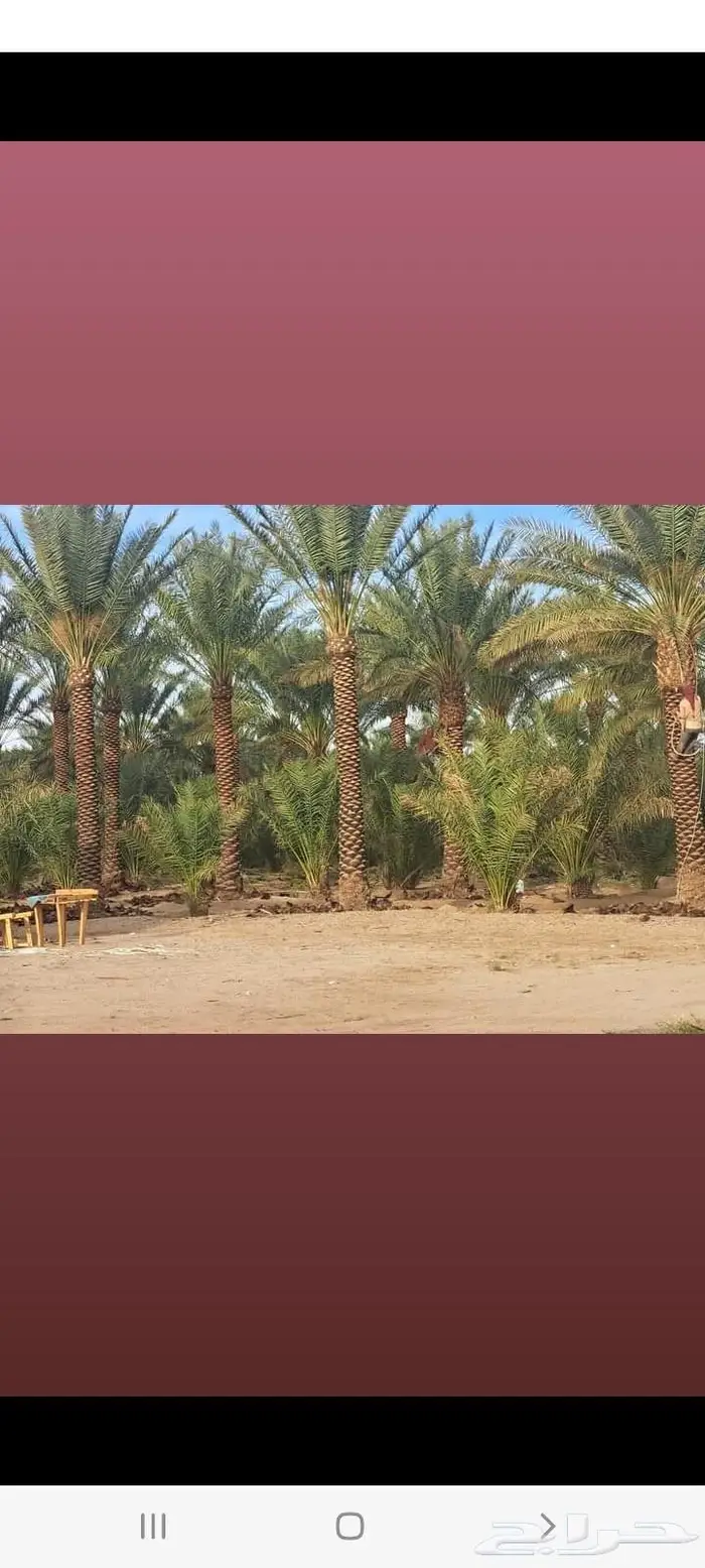 نخيل مثمر بلدي جميع المقاسات 14