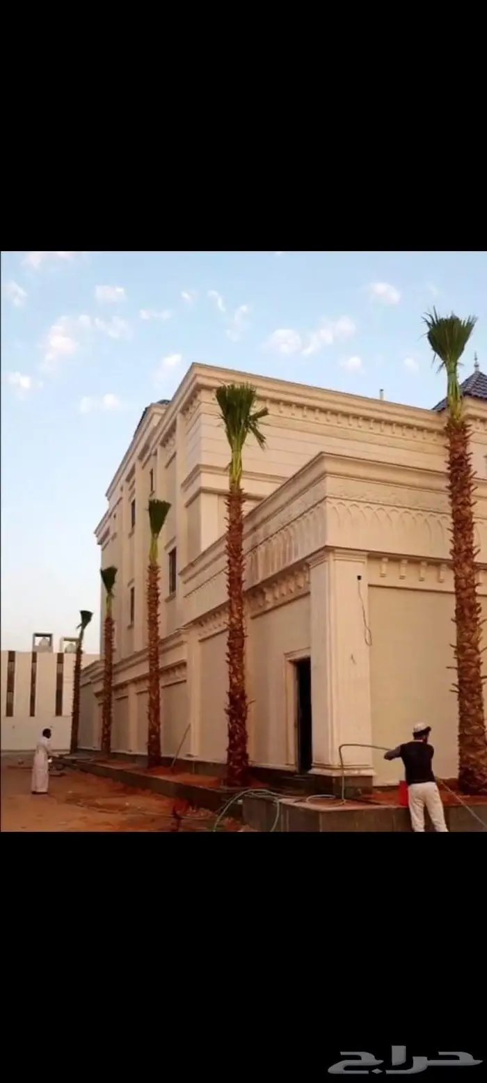 نخيل مثمر بلدي جميع المقاسات 17