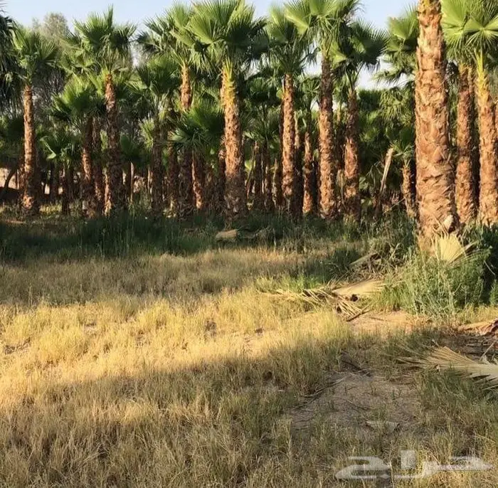 نخيل مثمر بلدي جميع المقاسات 13