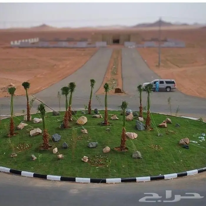 نخيل مثمر بلدي جميع المقاسات 3