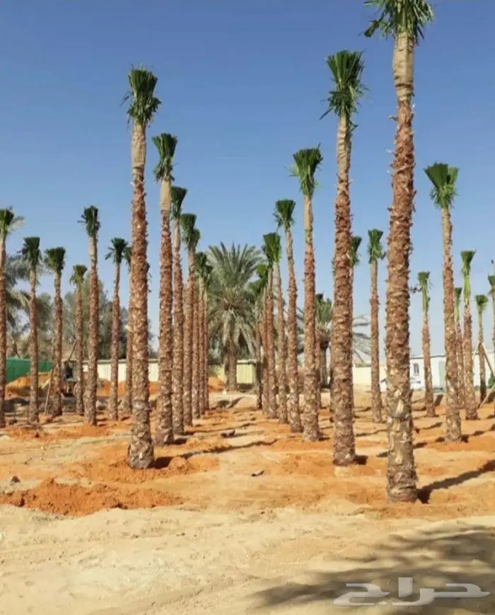 نخيل مثمر بلدي جميع المقاسات 5