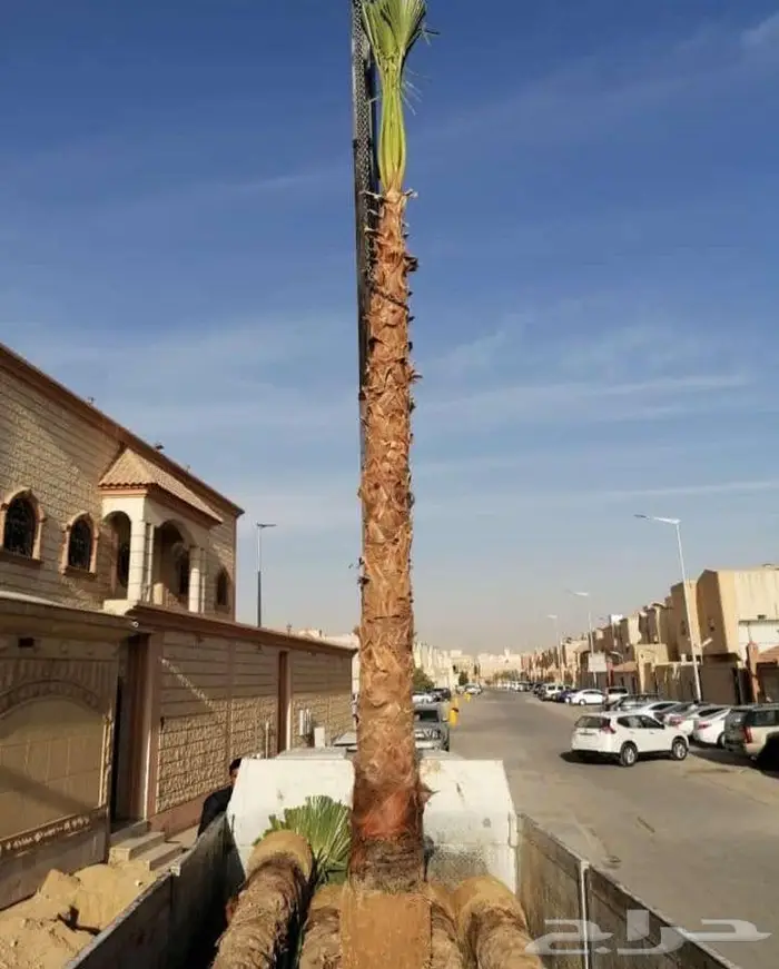 نخيل مثمر بلدي جميع المقاسات 10