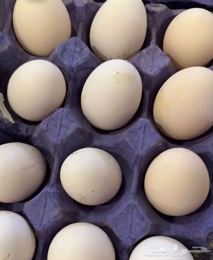 بيض بلدي مخصب 0