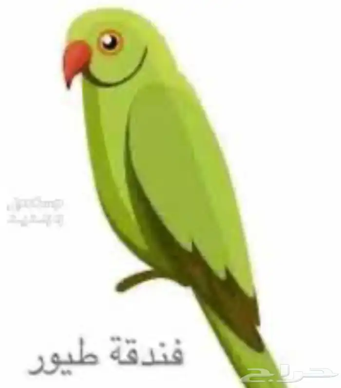 فندقة طيور 0