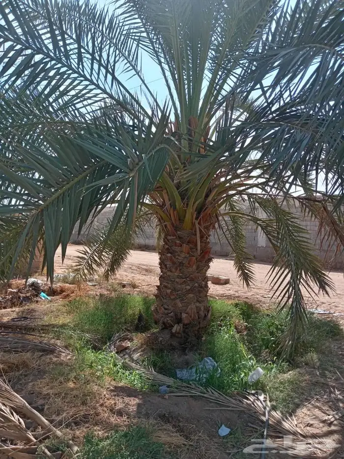 نخيل مثمر بلدي جميع المقاسات 2