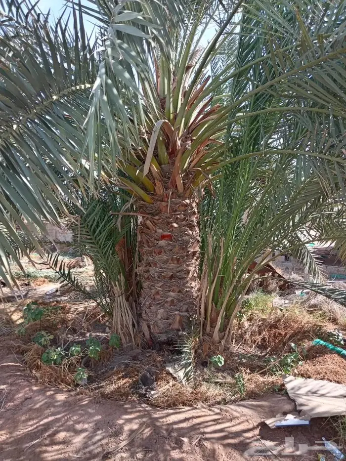 نخيل مثمر بلدي جميع المقاسات 18