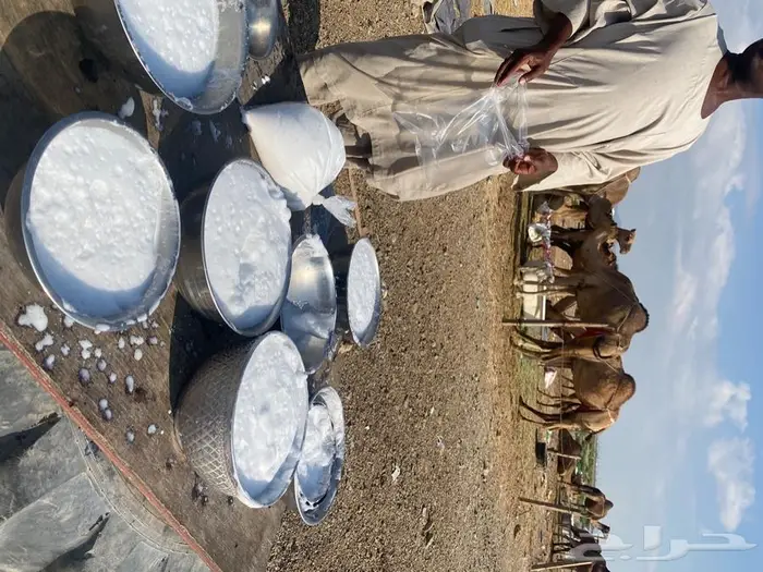 حليب ابل خلفات نياق طازج يوميا بجدة ويوجد خدمة توصيل 12