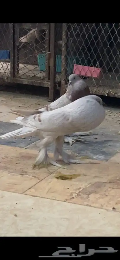 زوج نفاخ ساسكون الموقع العرضيه الجنوبيه 1