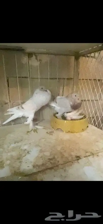 زوج نفاخ ساسكون الموقع العرضيه الجنوبيه 5