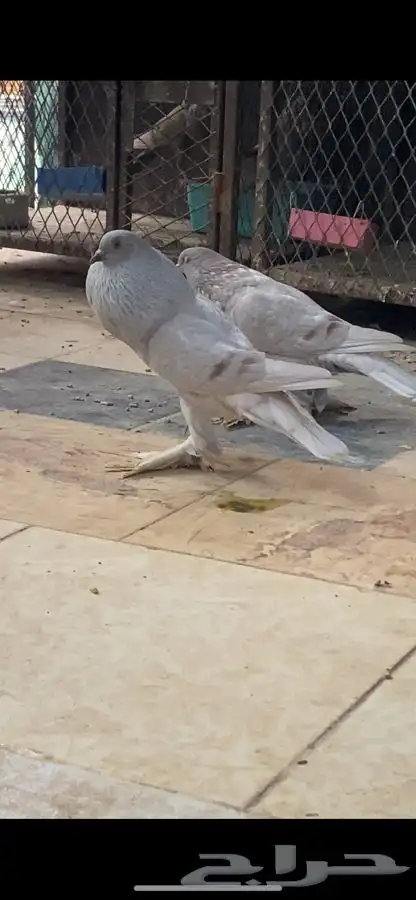 زوج نفاخ ساسكون الموقع العرضيه الجنوبيه 4