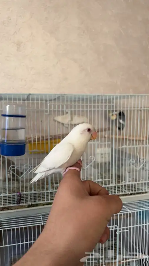 روز البينو معتمد على نفسه 1