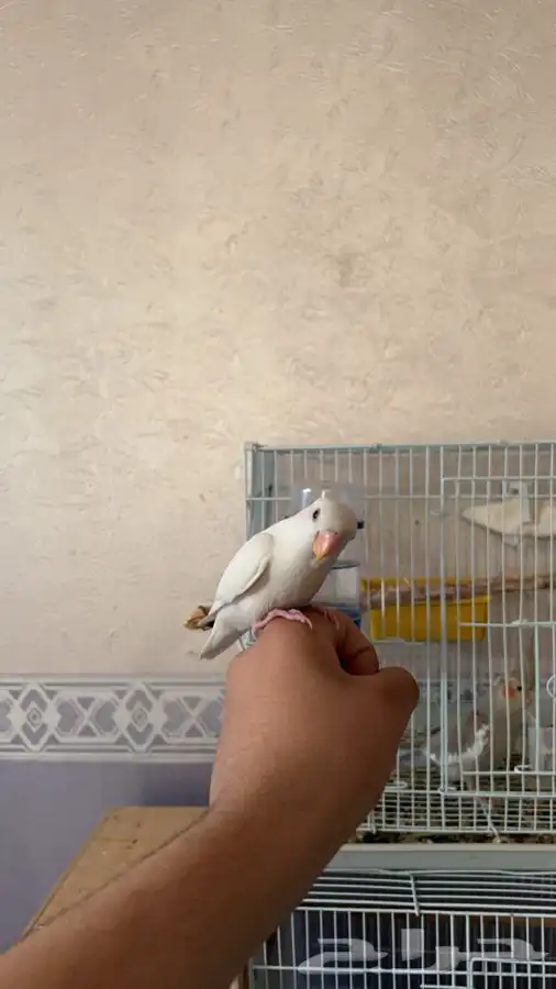 روز البينو معتمد على نفسه 2