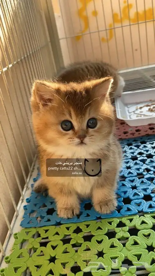 سكوتش ستريت سكوتش فولد بيور كيتن مستورد مسجل قطط قطه قطوه 2
