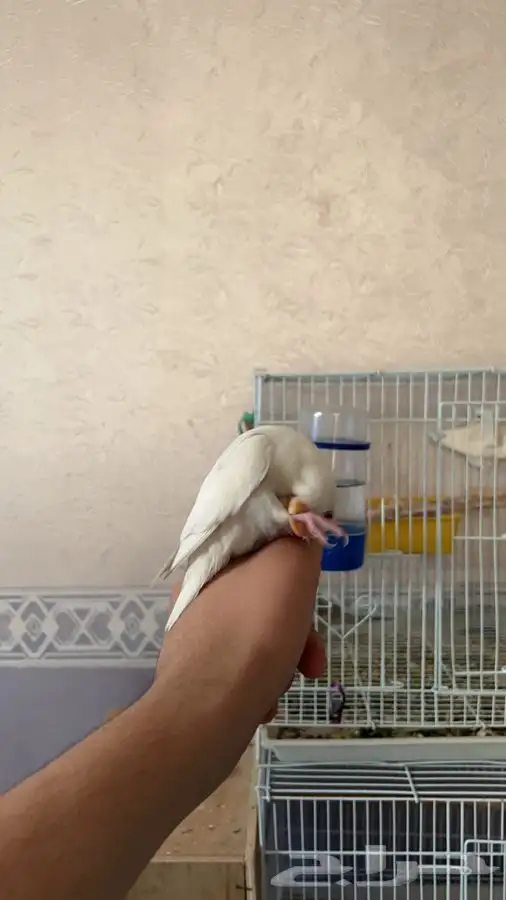 روز البينو معتمد على نفسه 3