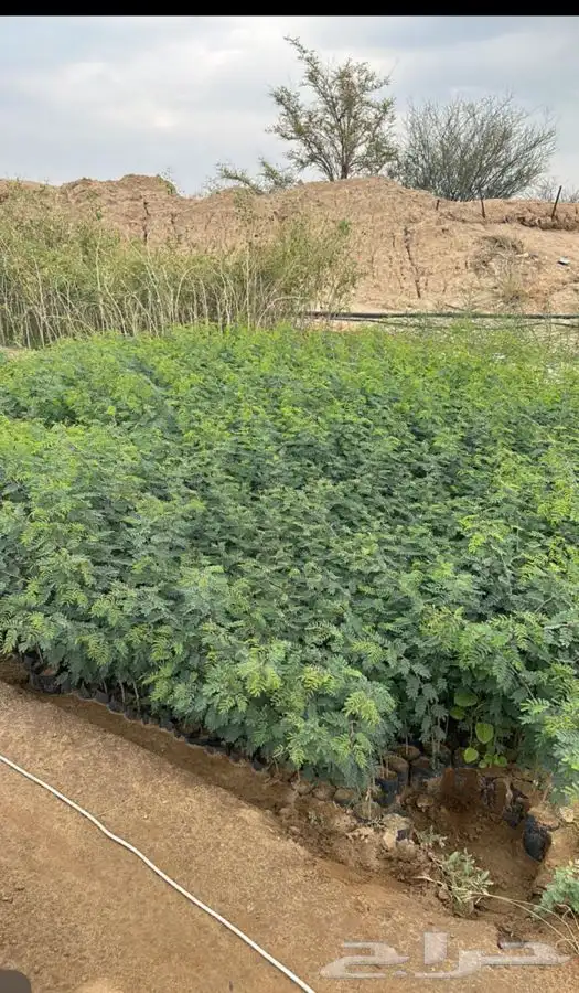 اثل بلدي طلح نجدي سلم اليسر بان عربي 4