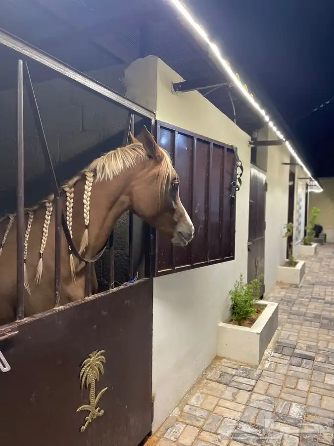 مربط ومنتجع للإيجار بالساعة 7