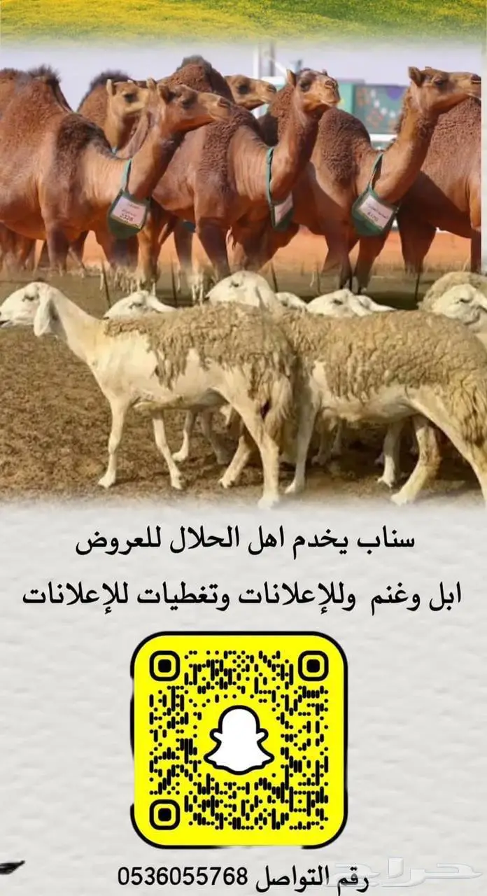 غنم حرش جروم 4